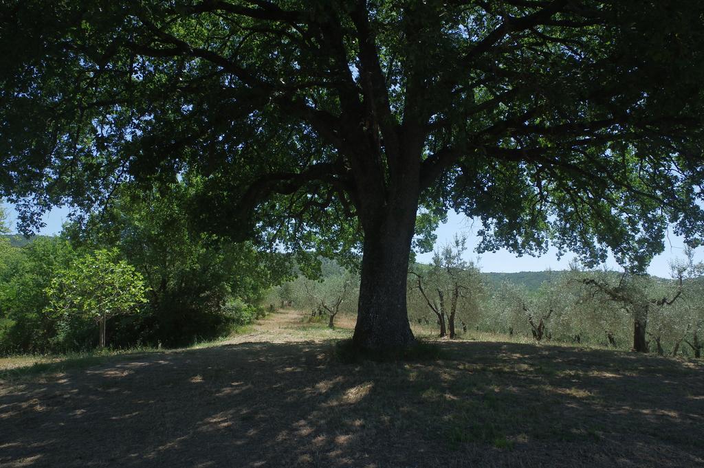 Borgo Buciardella Villa Baschi Luaran gambar